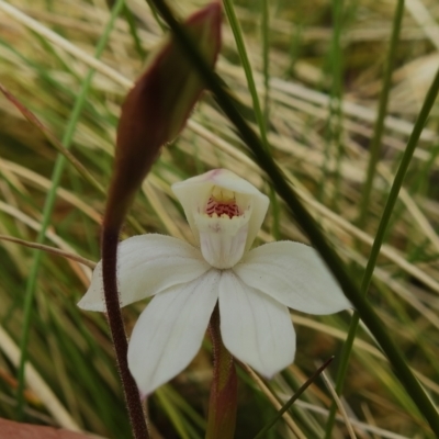 Caladenia alpina (Mountain Caps) at Namadgi National Park - 7 Dec 2022 by JohnBundock