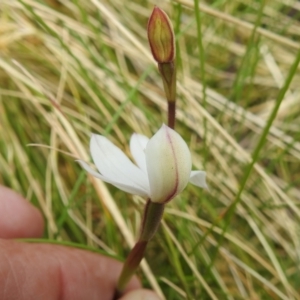 Caladenia alpina at Cotter River, ACT - suppressed