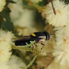 Odontomyia hunteri (Soldier fly) at O'Connor, ACT - 7 Dec 2022 by ConBoekel