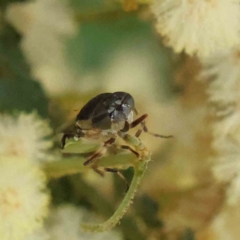 Odontomyia hunteri at O'Connor, ACT - 7 Dec 2022