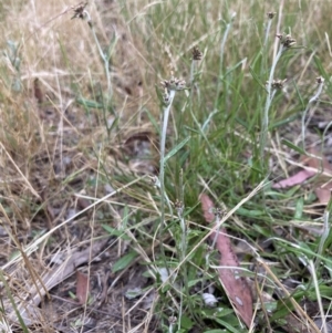 Euchiton japonicus at Higgins, ACT - 9 Dec 2022