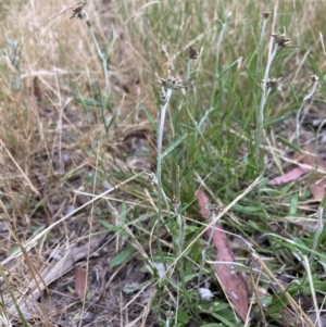 Euchiton japonicus (Creeping Cudweed) at Higgins, ACT by MattM