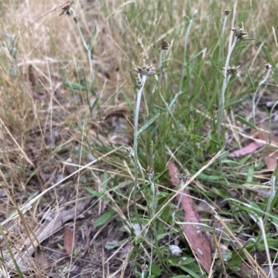 Euchiton japonicus (Creeping Cudweed) at Higgins, ACT - 9 Dec 2022 by MattM
