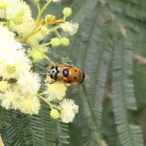 Austalis pulchella at O'Connor, ACT - 7 Dec 2022