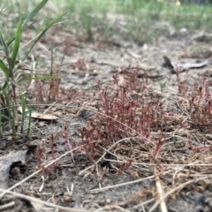 Unidentified Other Wildflower or Herb at Higgins, ACT - 9 Dec 2022 by MattM