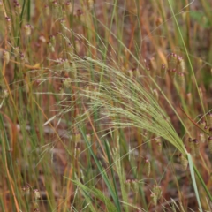 Lachnagrostis filiformis (Blown Grass) at O'Connor, ACT - 7 Dec 2022 by ConBoekel