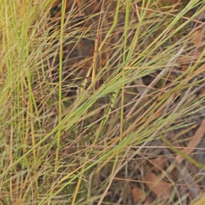Lachnagrostis filiformis at O'Connor, ACT - 7 Dec 2022