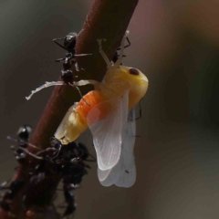 Eurymelinae (subfamily) (Unidentified eurymeline leafhopper) at Dryandra St Woodland - 7 Dec 2022 by ConBoekel