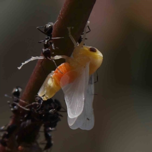 Eurymelinae (subfamily) (Unidentified eurymeline leafhopper) at O'Connor, ACT by ConBoekel