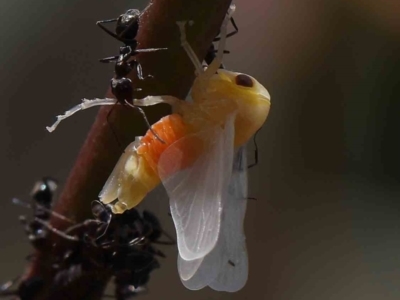 Eurymelinae (subfamily) (Unidentified eurymeline leafhopper) at O'Connor, ACT - 7 Dec 2022 by ConBoekel
