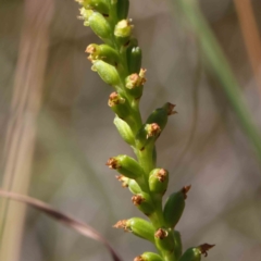 Microtis sp. (Onion Orchid) at Dryandra St Woodland - 7 Dec 2022 by ConBoekel