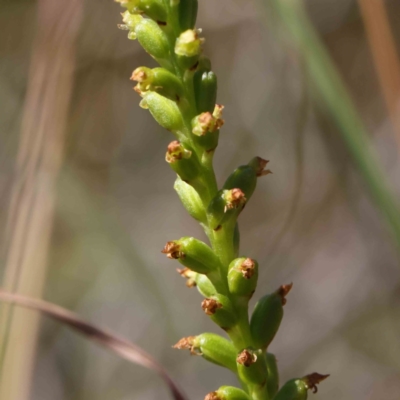 Microtis sp. (Onion Orchid) at O'Connor, ACT - 7 Dec 2022 by ConBoekel