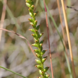 Microtis sp. at O'Connor, ACT - 7 Dec 2022