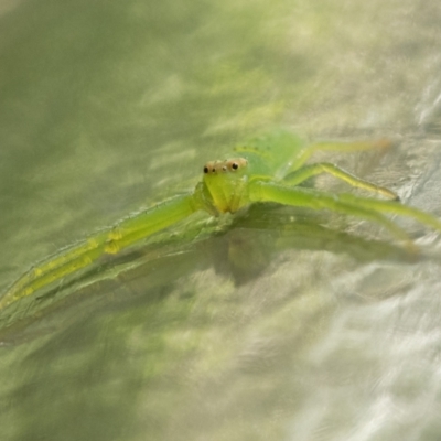 Cetratus rubropunctatus (Long green crab spider) at Acton, ACT - 9 Dec 2022 by patrickcox