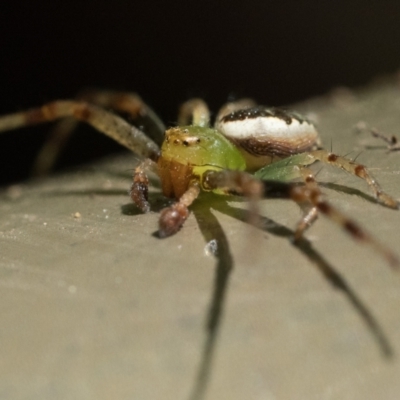 Australomisidia pilula (Lozenge-shaped Flower Spider) at Acton, ACT - 9 Dec 2022 by patrickcox