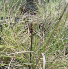 Corunastylis nuda (Tiny Midge Orchid) at Namadgi National Park - 16 Jan 2022 by MattM