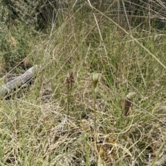 Corunastylis nuda at Tennent, ACT - suppressed