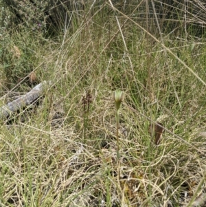 Corunastylis nuda at Tennent, ACT - suppressed