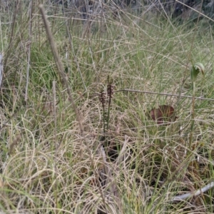 Corunastylis nuda at Tennent, ACT - suppressed