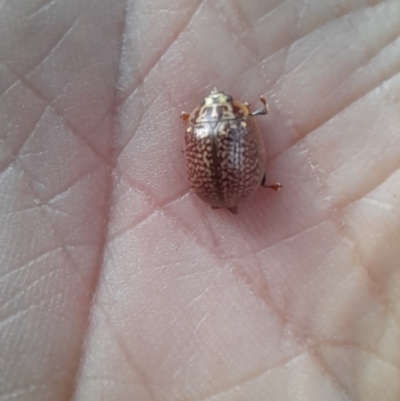 Paropsisterna decolorata (A Eucalyptus leaf beetle) at Lake Ginninderra - 9 Dec 2022 by VanceLawrence