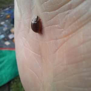 Paropsisterna decolorata at Belconnen, ACT - 9 Dec 2022