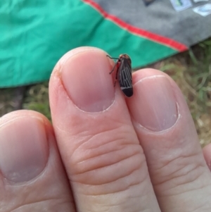 Eurymeloides lineata (TBC) at suppressed by VanceLawrence