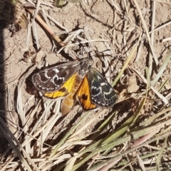 Synemon plana (Golden Sun Moth) at Macgregor, ACT - 9 Dec 2022 by johnpugh