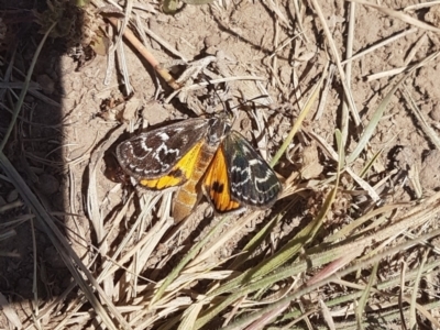 Synemon plana (Golden Sun Moth) at Macgregor, ACT - 9 Dec 2022 by johnpugh