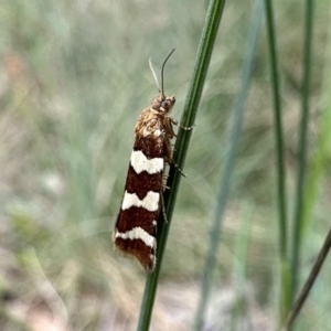 Subfurcatana subfurcatana at Cotter River, ACT - 9 Dec 2022 12:42 PM