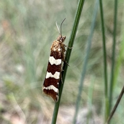 Subfurcatana subfurcatana (A Tortricid moth) at Namadgi National Park - 9 Dec 2022 by Pirom