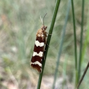 Subfurcatana subfurcatana (A Tortricid moth) at Cotter River, ACT by Pirom