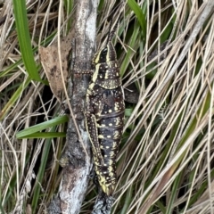 Monistria concinna (Southern Pyrgomorph) at Namadgi National Park - 9 Dec 2022 by Pirom