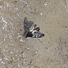 Papilio anactus (Dainty Swallowtail) at Jarramlee-West MacGregor Grasslands - 5 Dec 2022 by johnpugh