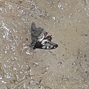 Papilio anactus at Macgregor, ACT - 5 Dec 2022 11:30 AM