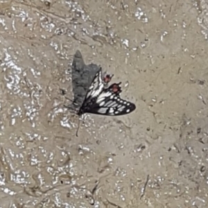 Papilio anactus at Macgregor, ACT - 5 Dec 2022
