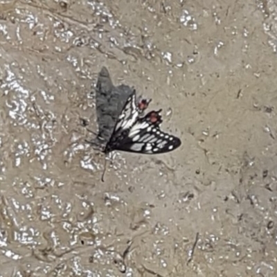 Papilio anactus (Dainty Swallowtail) at Jarramlee-West MacGregor Grasslands - 5 Dec 2022 by johnpugh