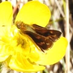 Taractrocera papyria (White-banded Grass-dart) at Cotter River, ACT - 7 Dec 2022 by JohnBundock