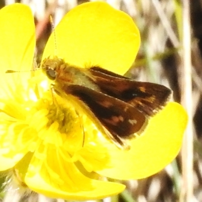 Taractrocera papyria (White-banded Grass-dart) at Cotter River, ACT - 7 Dec 2022 by JohnBundock