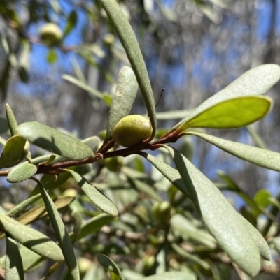 Persoonia subvelutina (Velvety Geebung) at Cotter River, ACT - 7 Dec 2022 by NedJohnston