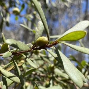 Persoonia subvelutina at Cotter River, ACT - 7 Dec 2022