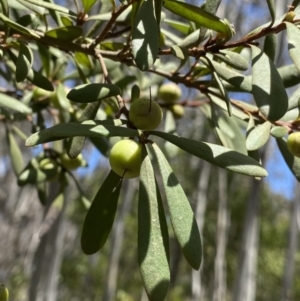 Persoonia subvelutina at Cotter River, ACT - 7 Dec 2022