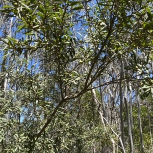 Persoonia subvelutina at Cotter River, ACT - 7 Dec 2022