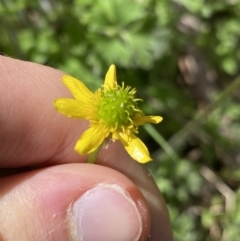 Ranunculus scapiger at Cotter River, ACT - 7 Dec 2022 by NedJohnston