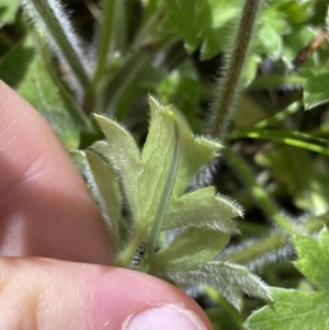 Ranunculus scapiger at Cotter River, ACT - 7 Dec 2022