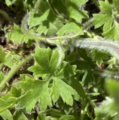 Ranunculus scapiger at Cotter River, ACT - 7 Dec 2022