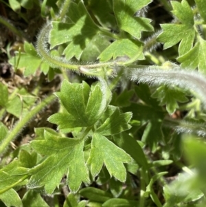 Ranunculus scapiger at Cotter River, ACT - 7 Dec 2022