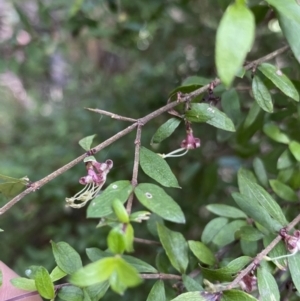 Coprosma quadrifida at Cotter River, ACT - 7 Dec 2022 10:04 AM