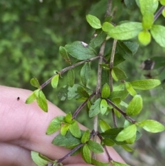 Coprosma quadrifida at Cotter River, ACT - 7 Dec 2022 10:04 AM