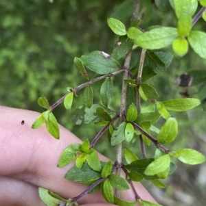 Coprosma quadrifida at Cotter River, ACT - 7 Dec 2022 10:04 AM