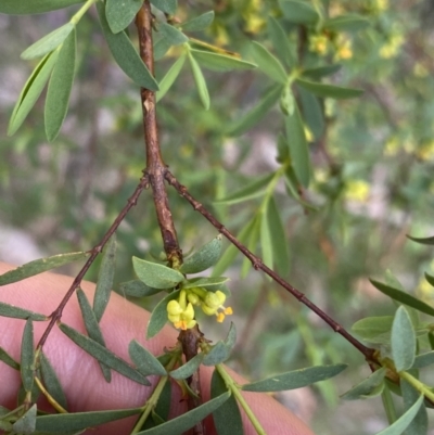 Pimelea pauciflora (Poison Rice Flower) at Namadgi National Park - 6 Dec 2022 by Ned_Johnston